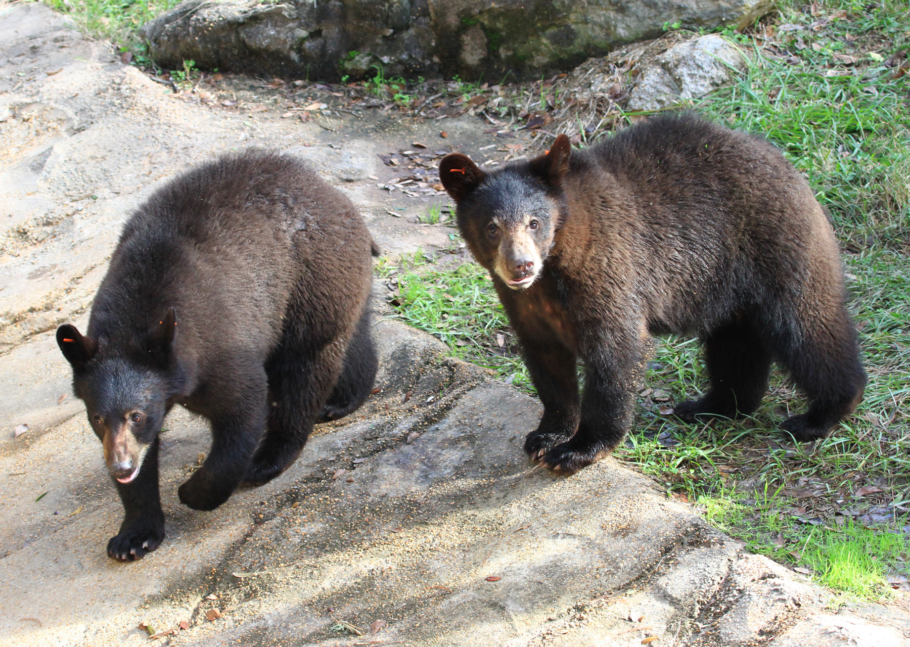 juvenile black bears