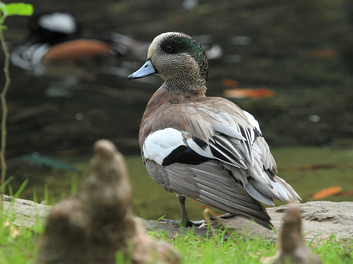 male American wigeon standing