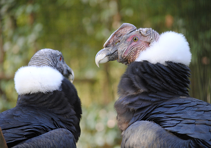 Andean condor male and female