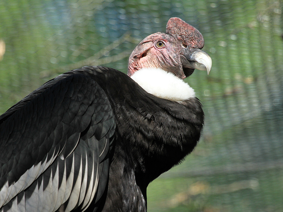 male Andean condor