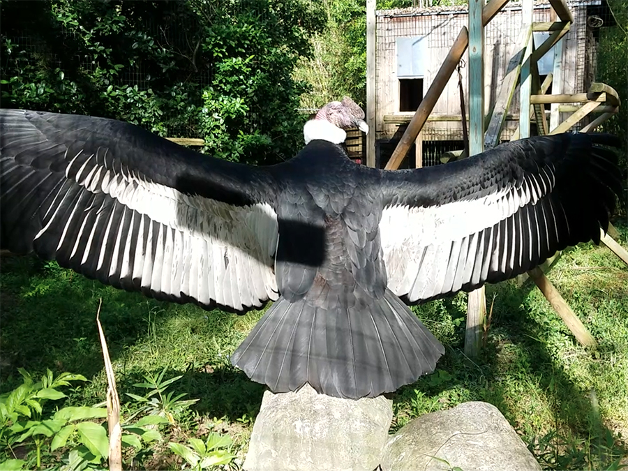 Andean condor with wings spread