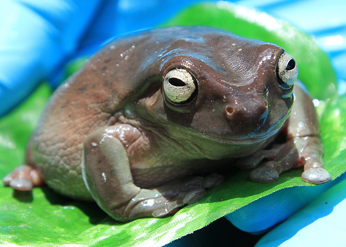 Australian Tree Frog