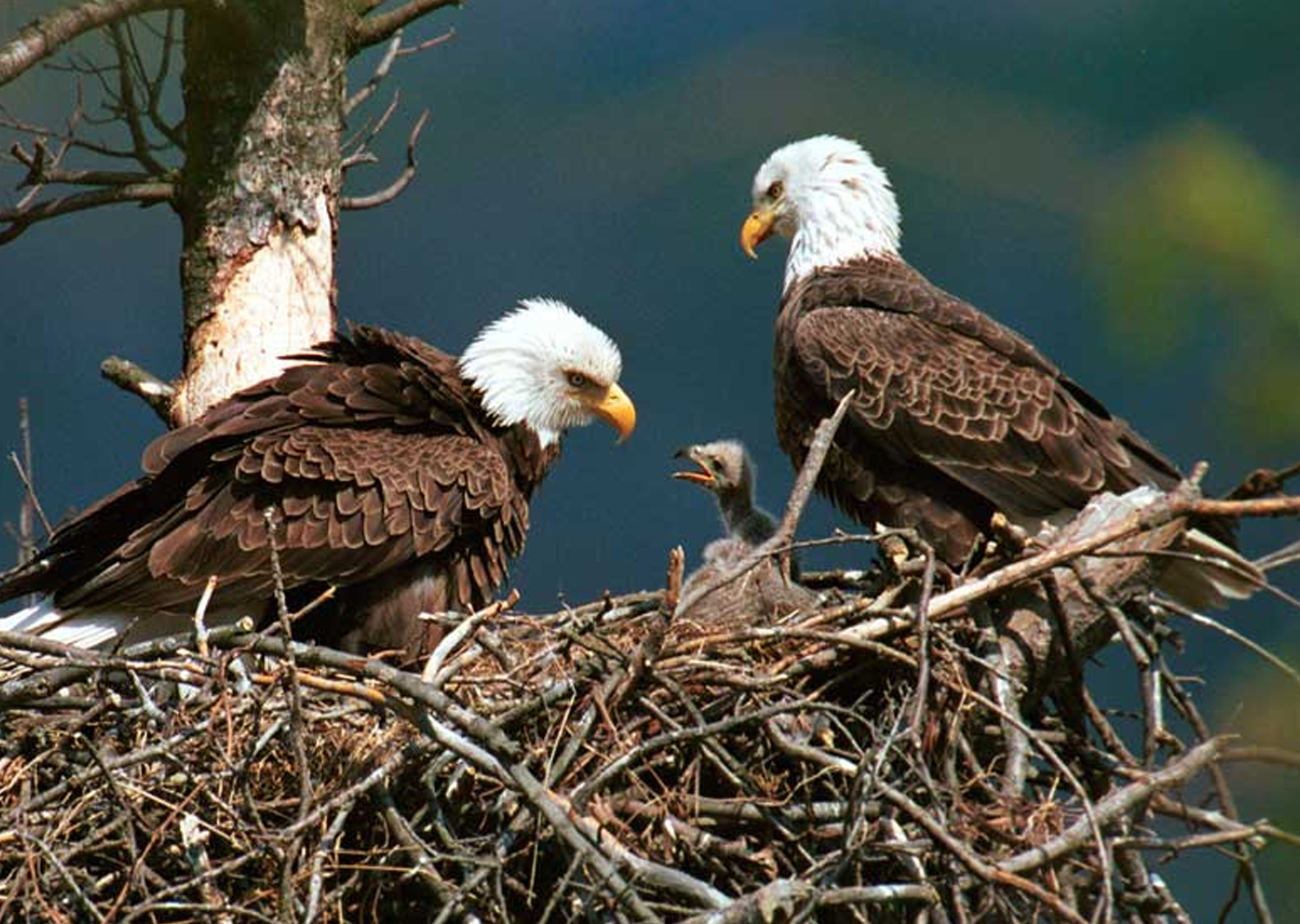 bald eagle family in nest