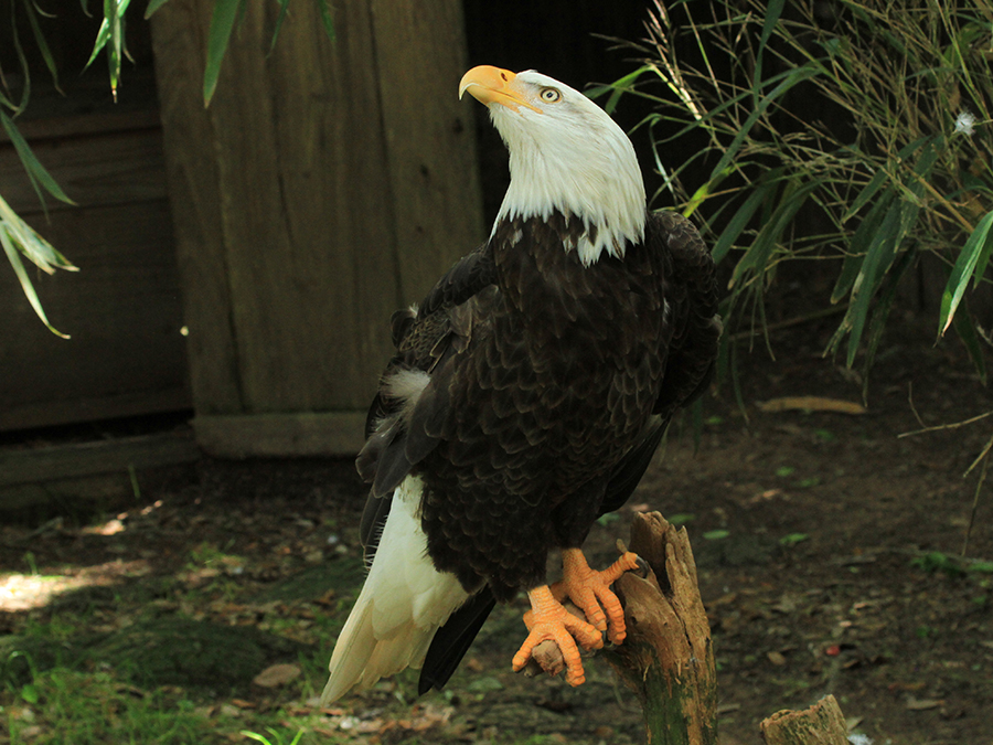 eagle perched on log