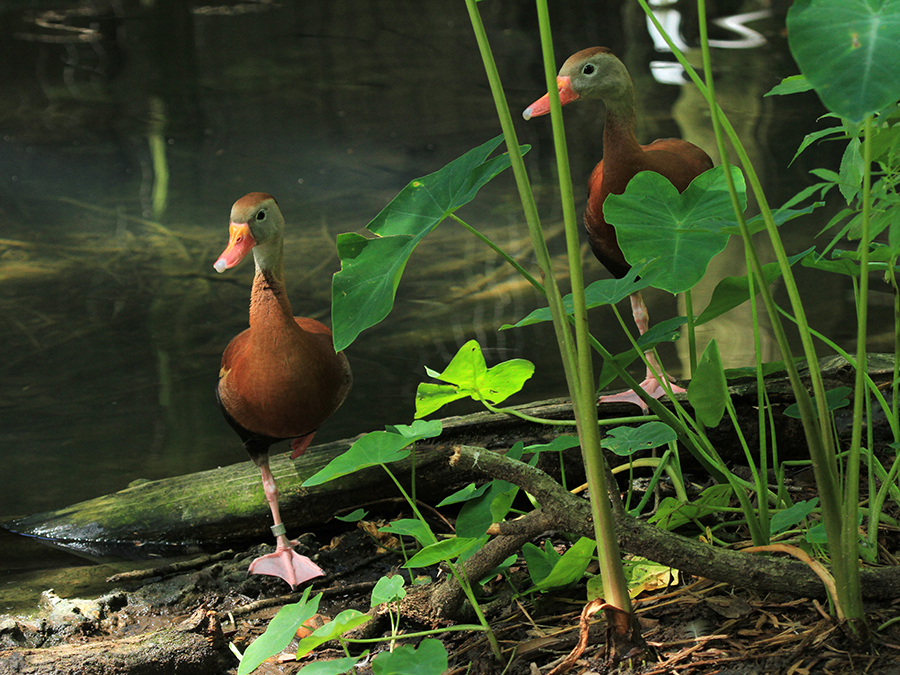 black-bellied whistling duck