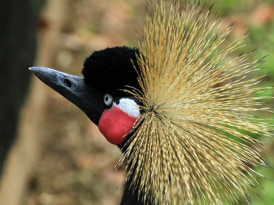 black crowned crane