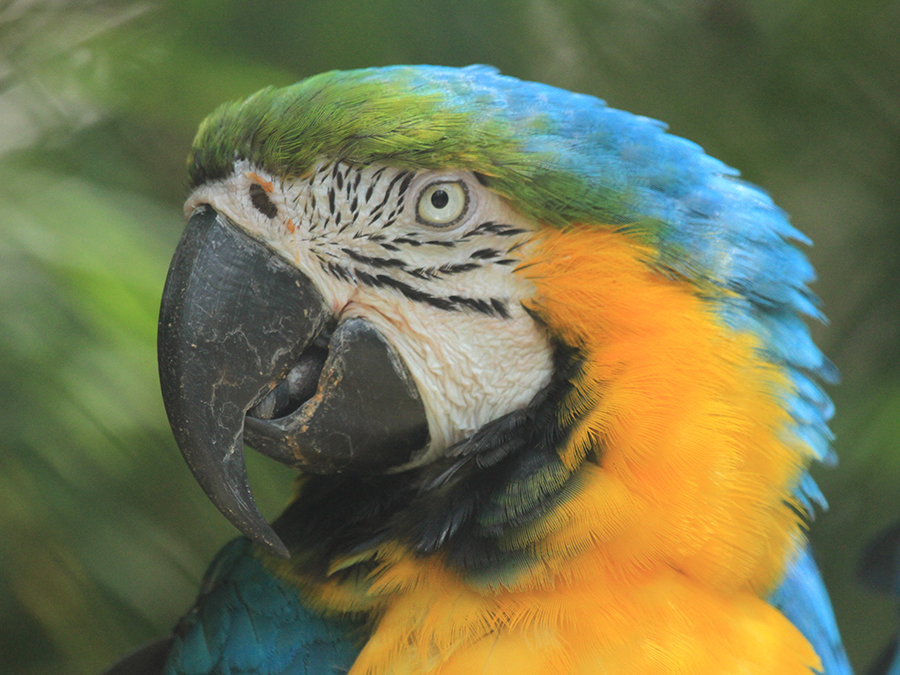 blue & gold macaw