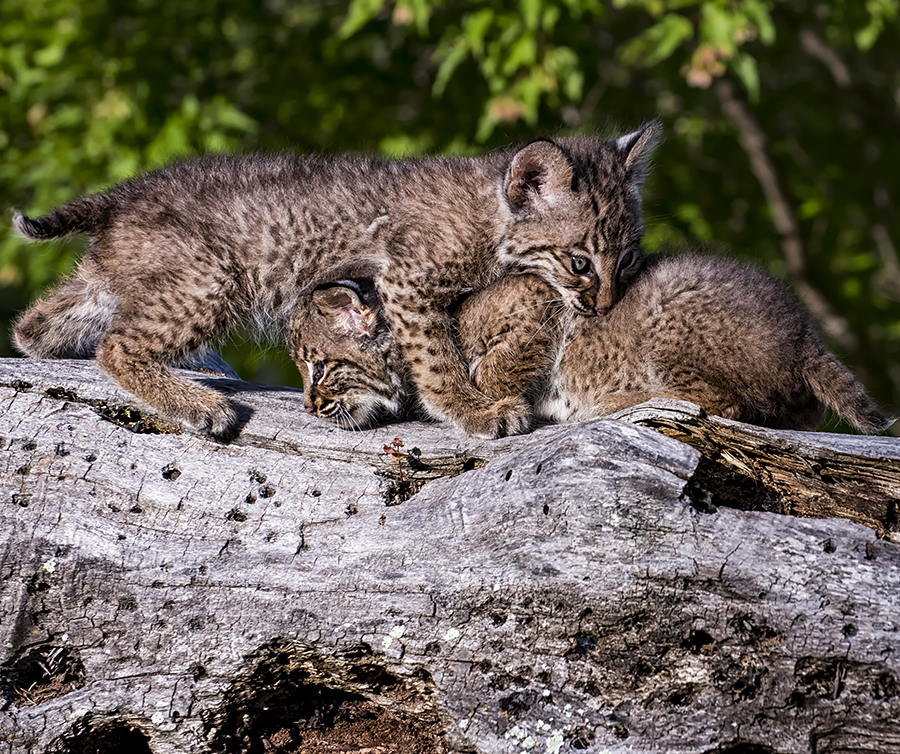 bobcat kittens