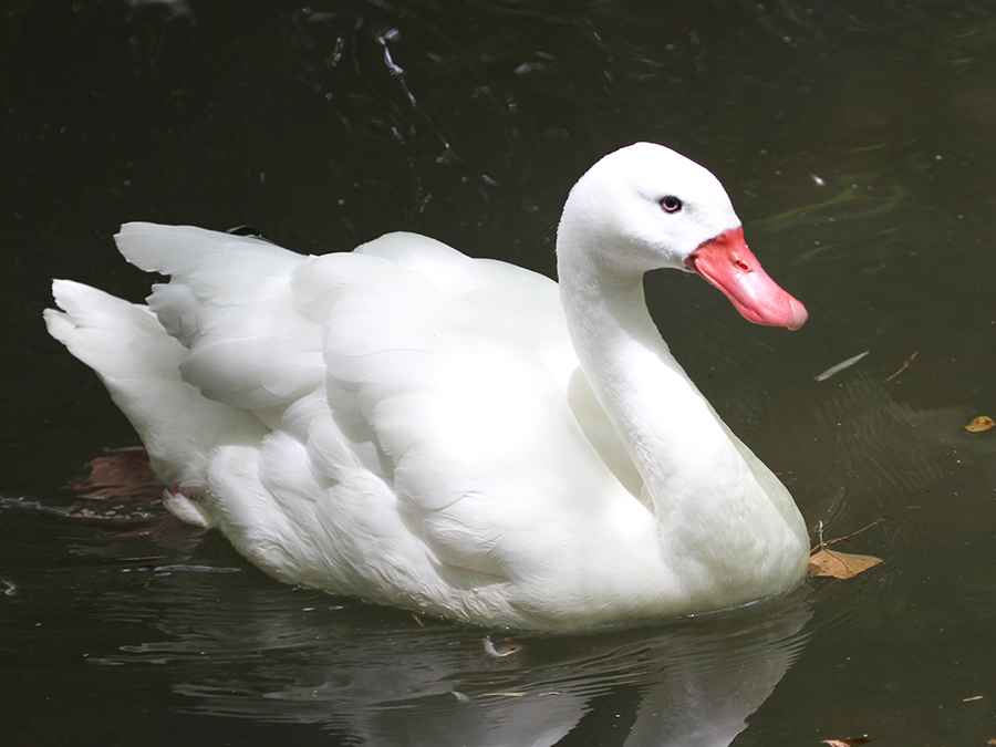 coscoroba swan