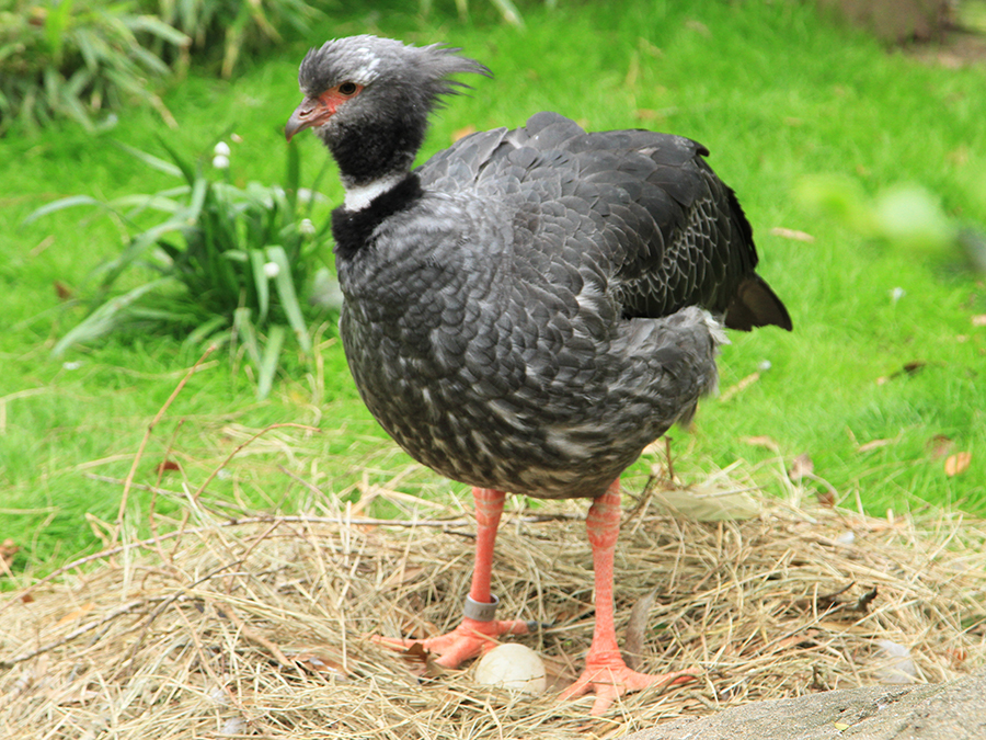 crested screamer with egg