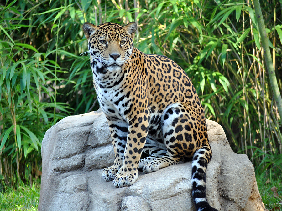 jaguar sitting on rock