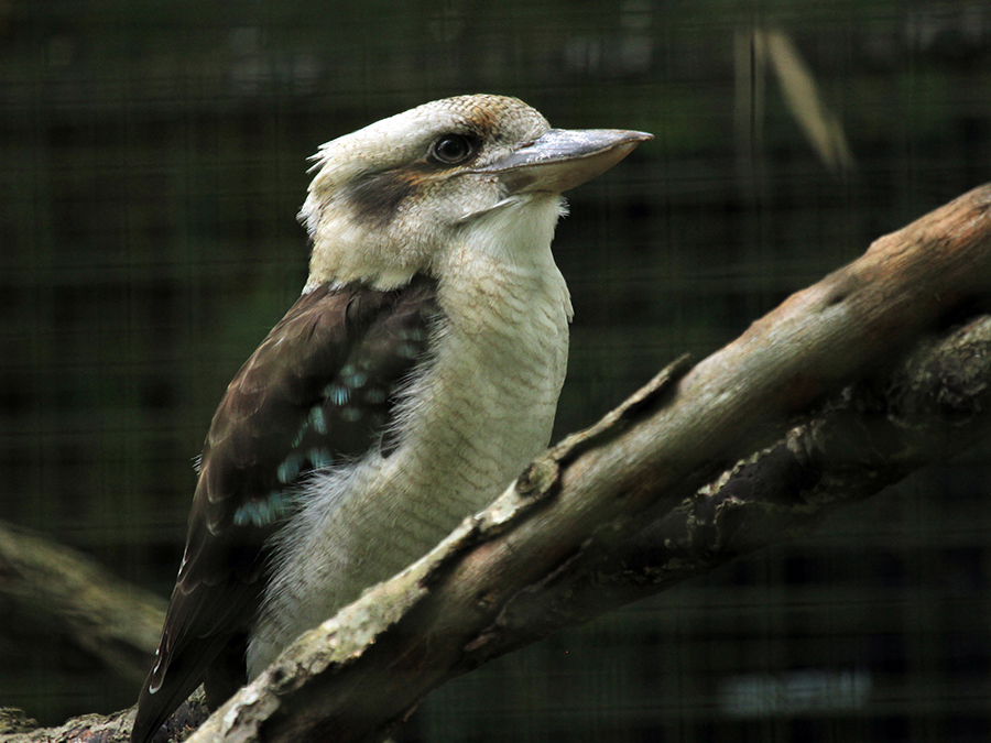 laughing kookaburra