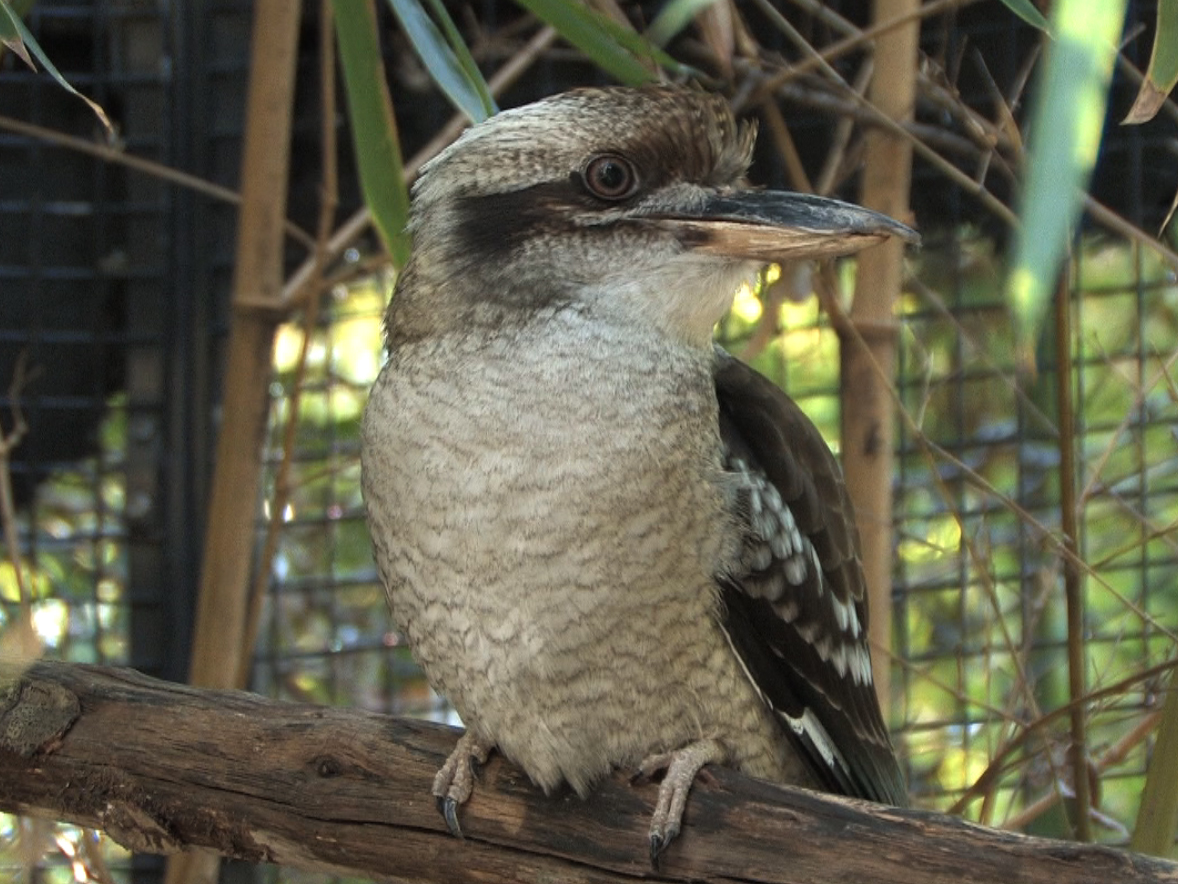 laughing kookaburra