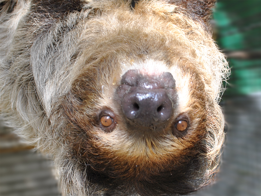 Linne's two-toed sloth