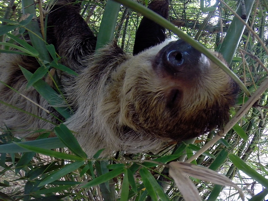 Linne's two-toed sloth