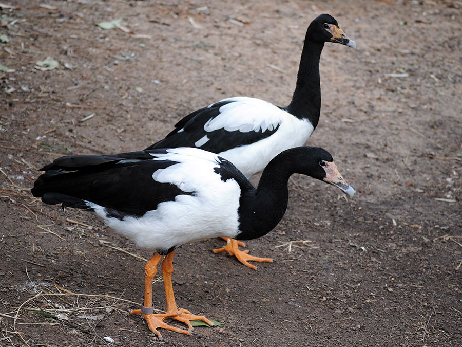 magpie geese