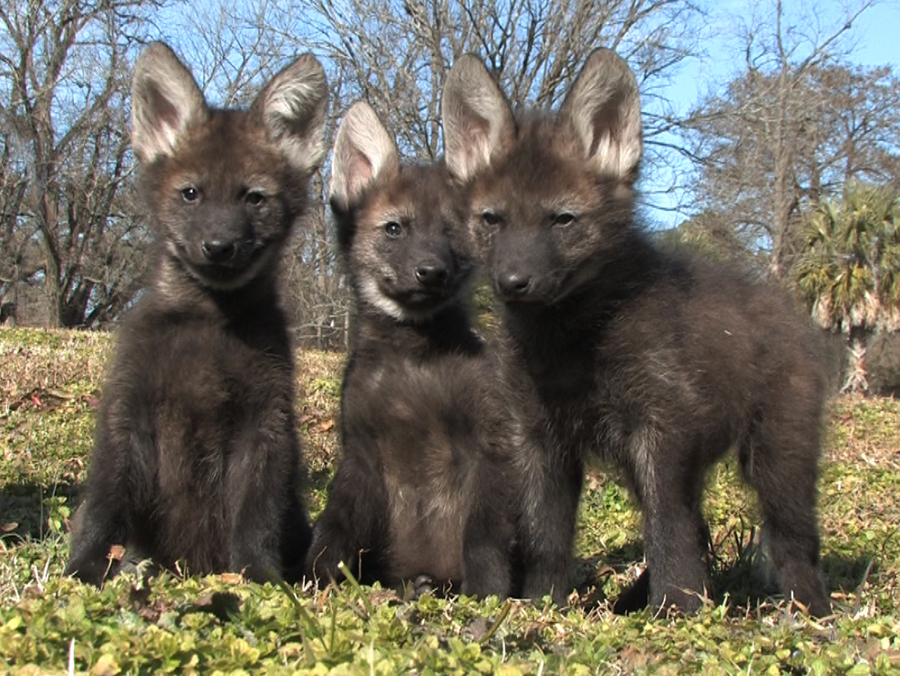 maned wolf pups