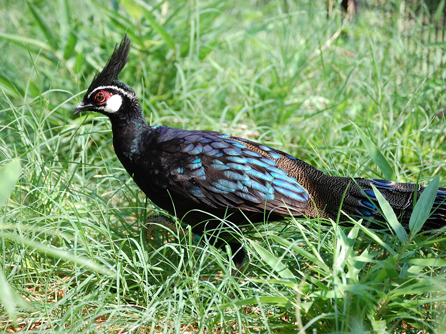 male Palawan peacock pheasant