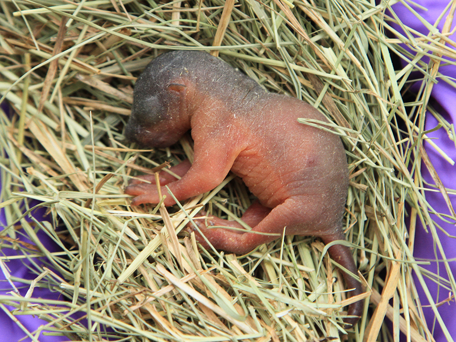 Prevost's squirrel newborn