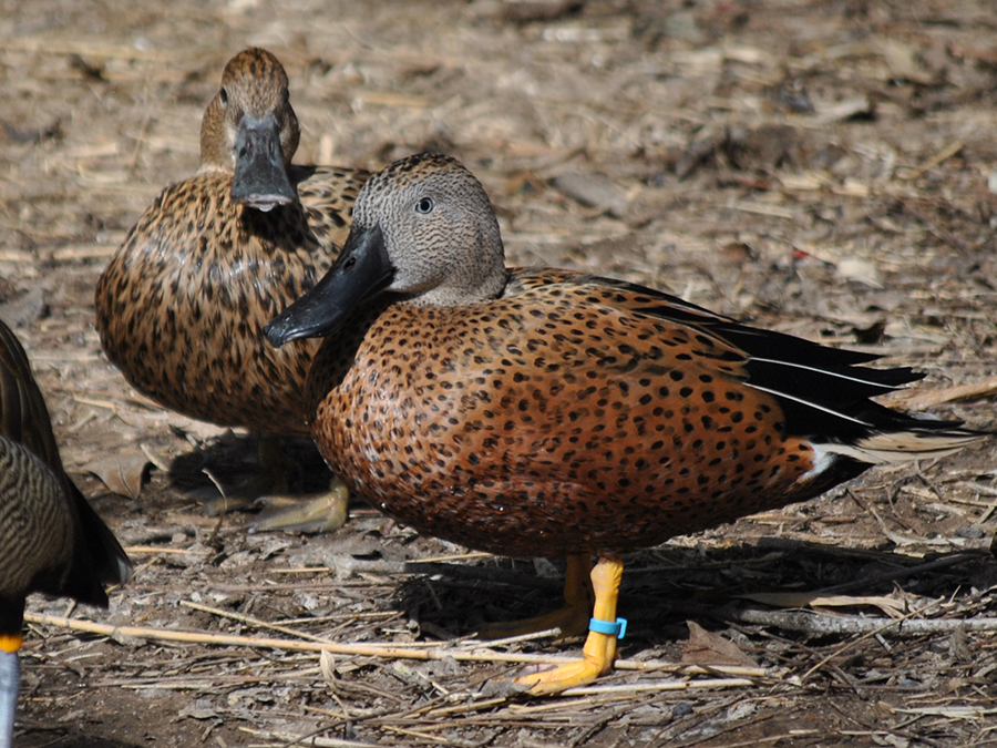male and female red shovelers