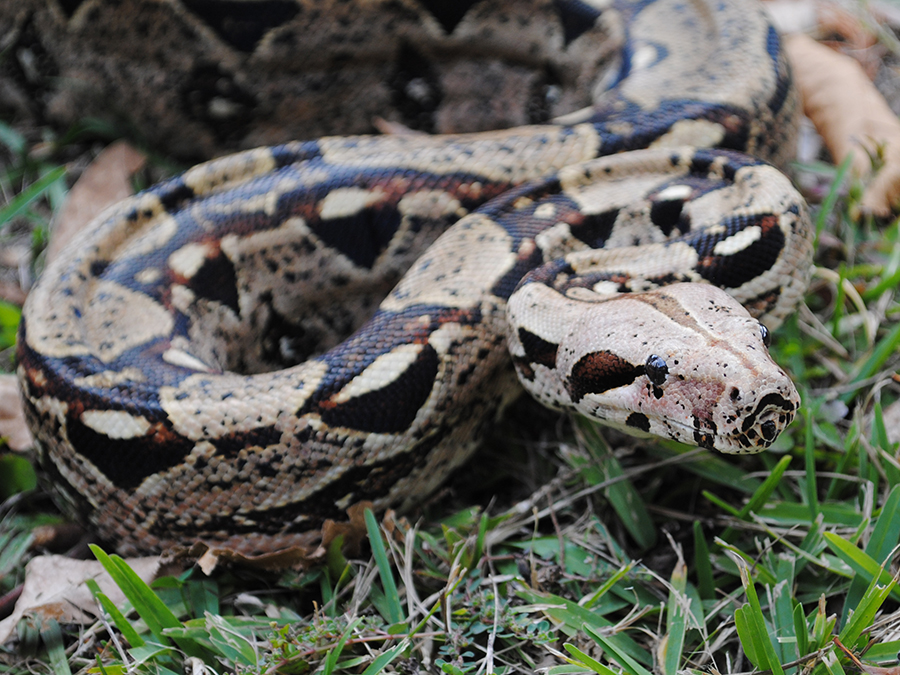 red-tailed boa