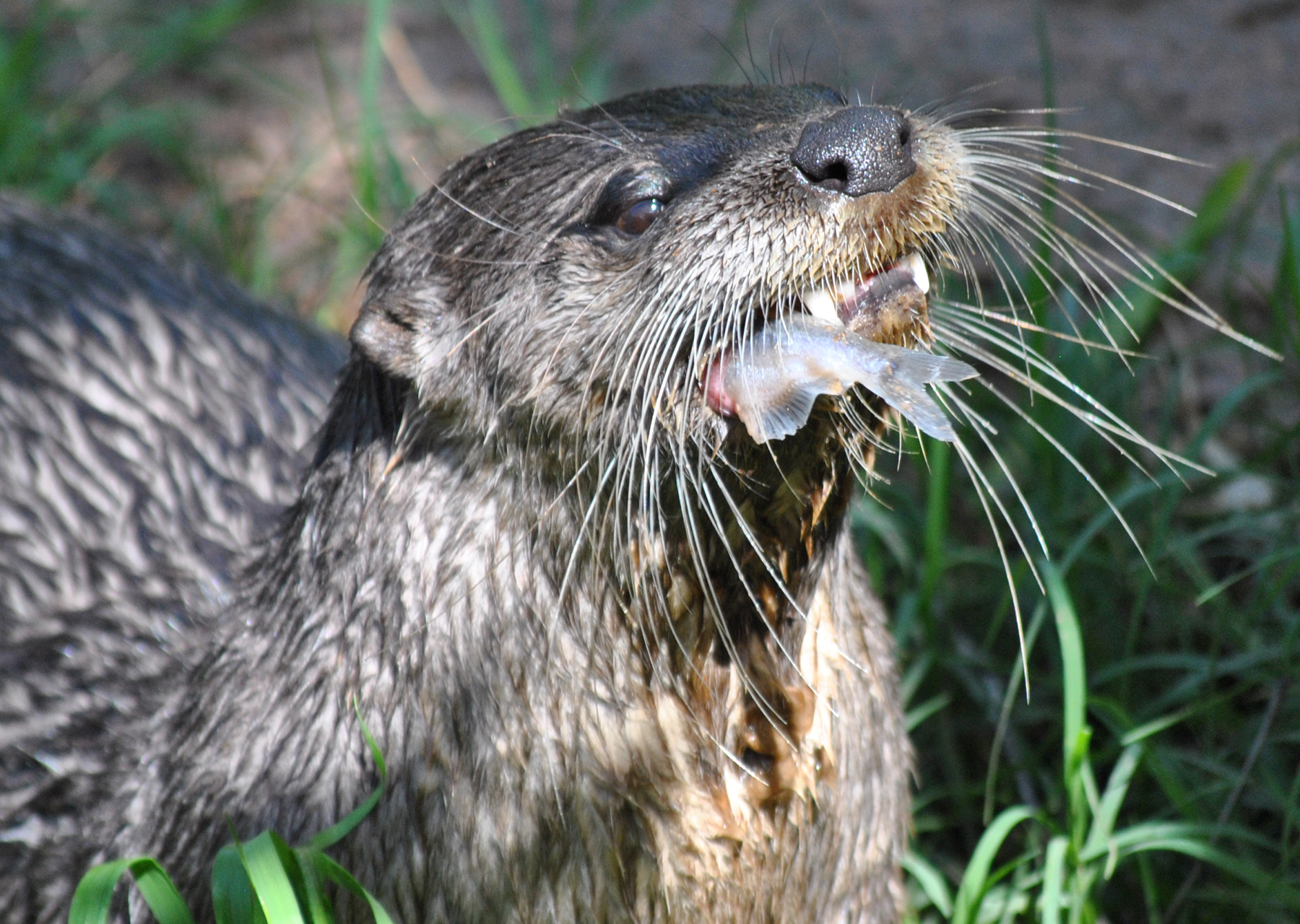 river otter eating fish