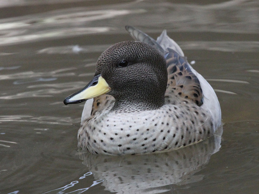 sharp-winged teal