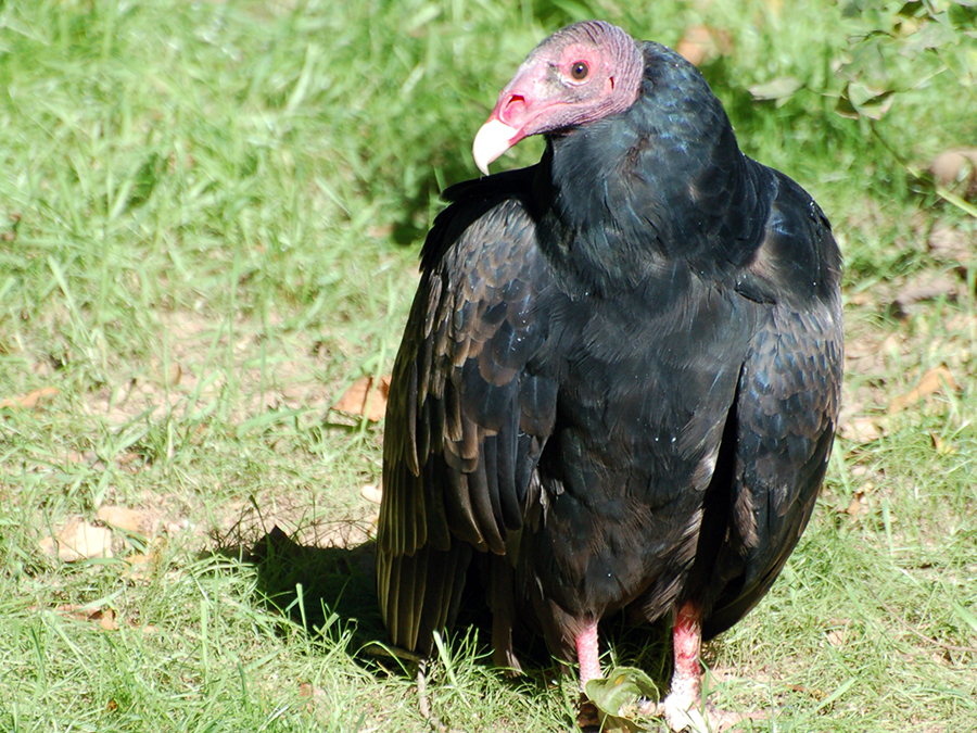 turkey vulture