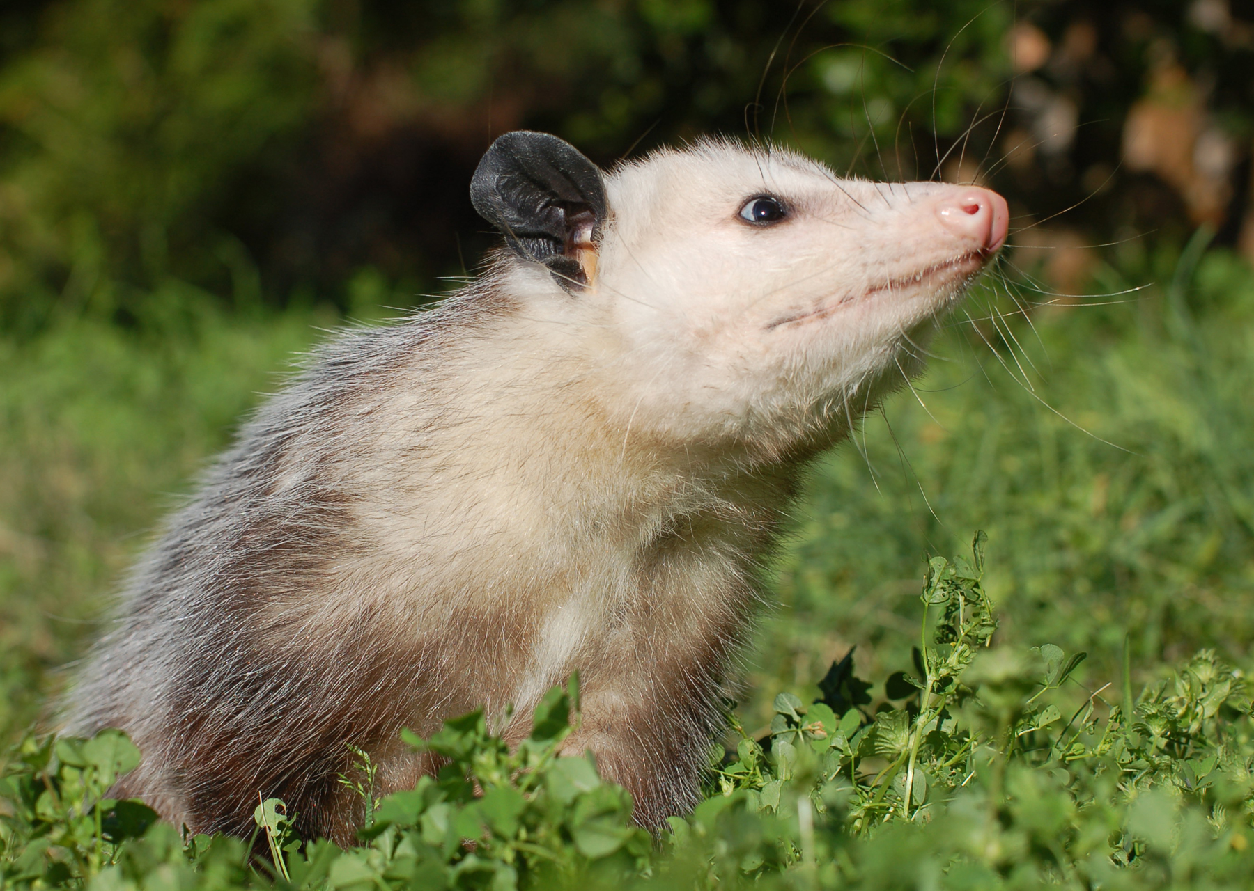Virginia opossum.