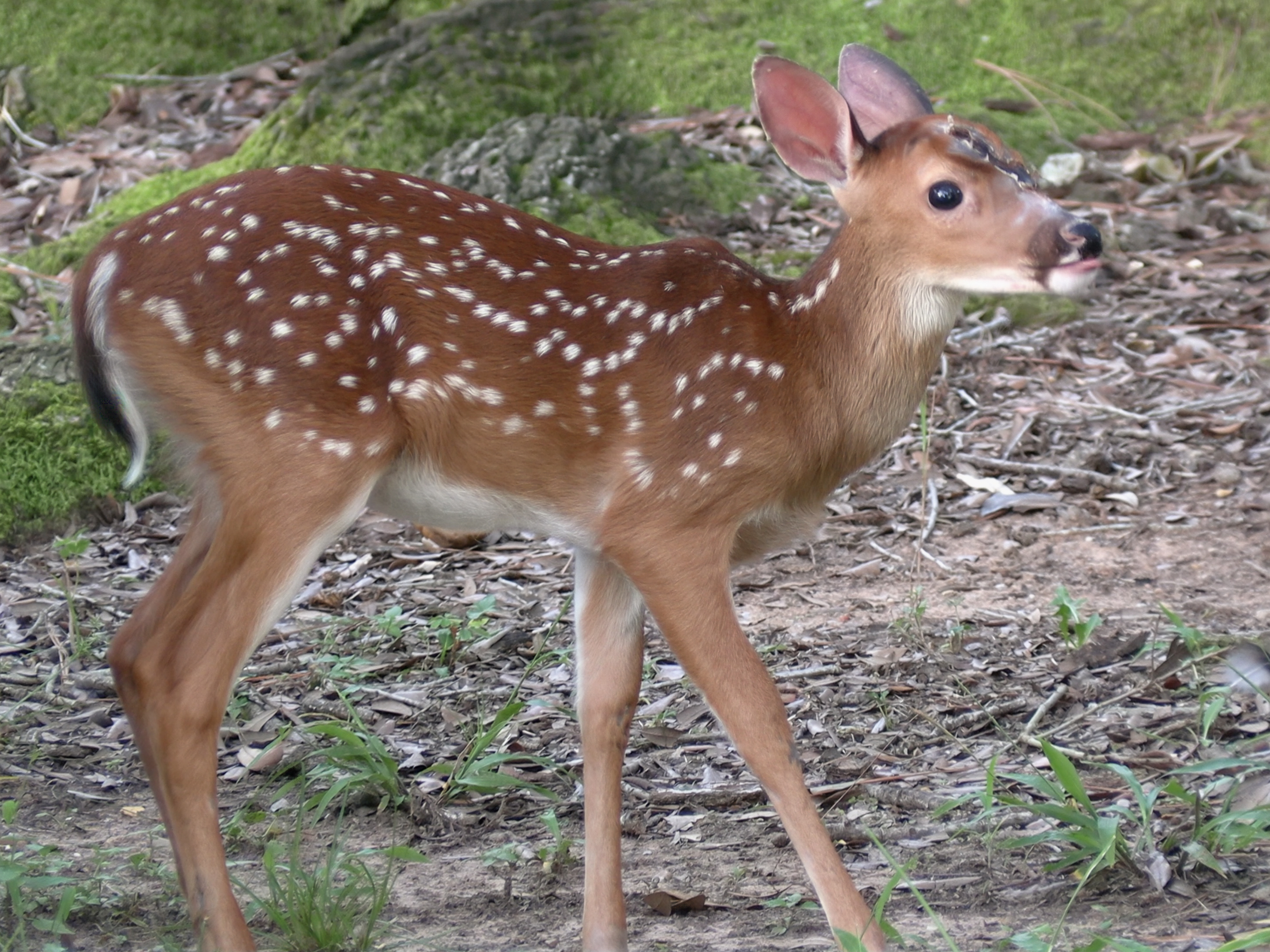white-tailed deer fawn