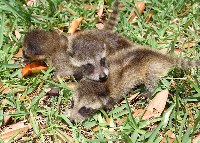 baby raccoons