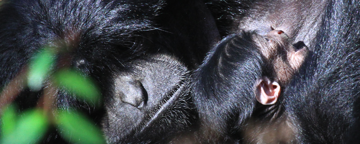 Oh, baby! Two endangered primate species born at Alexandria Zoo