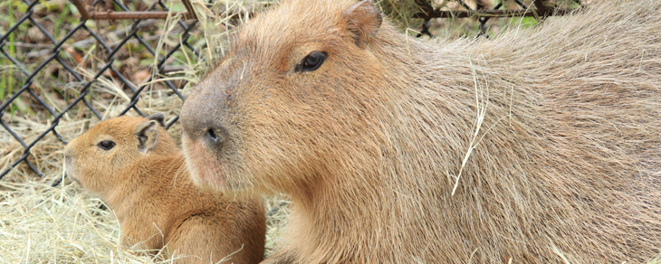 Capybara pup born