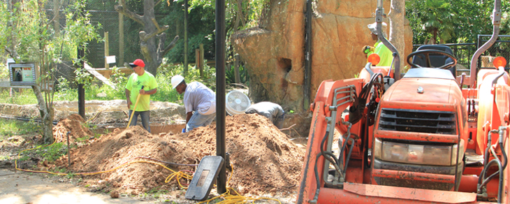 Bush dog & tayra habitat renovations