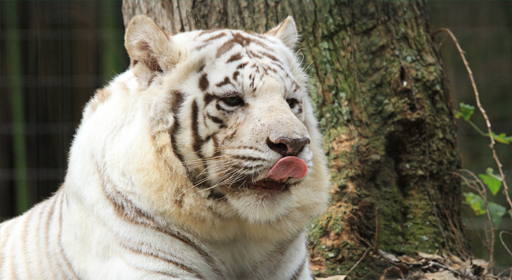 Kumar the white tiger