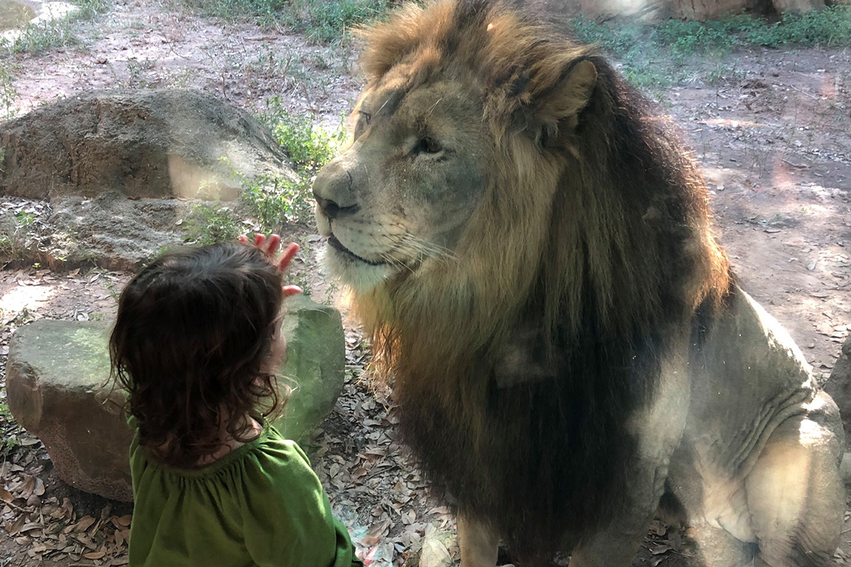 child and lion