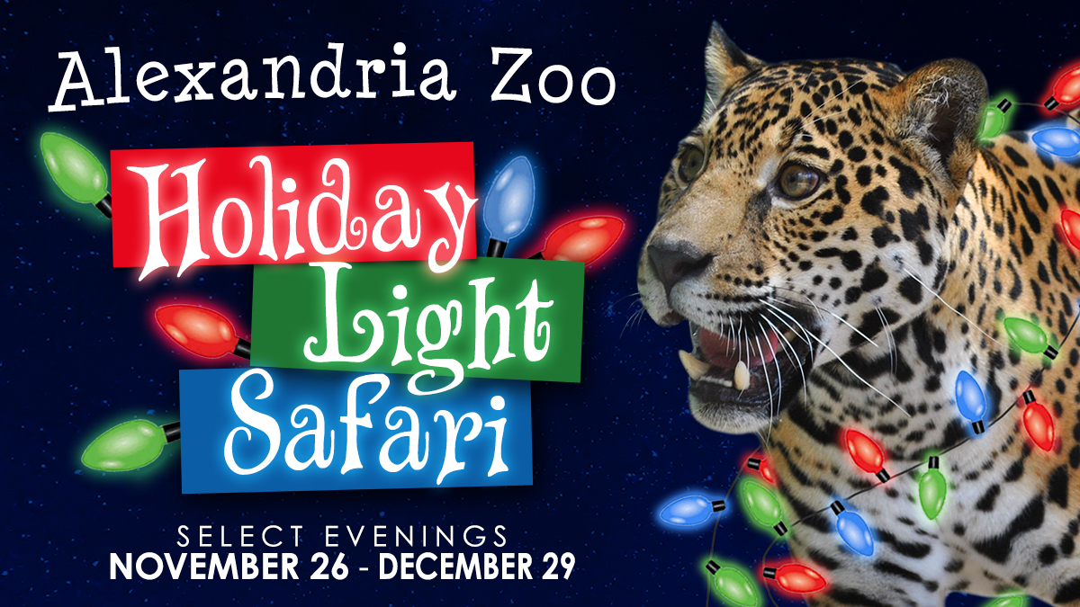 Holiday Light Safari logo