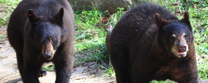 Long journey home for young cubs