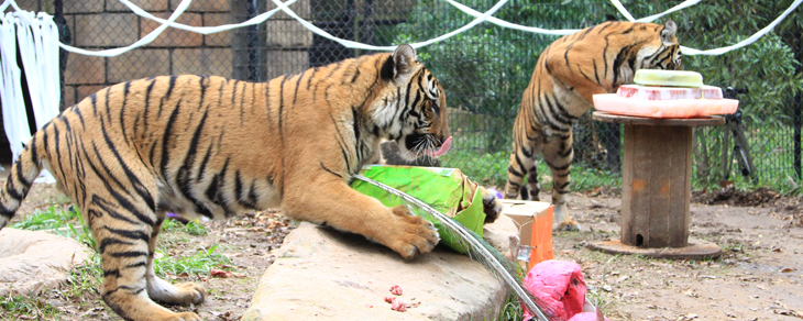 Tigers celebrate first birthday
