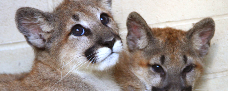 Name the Cougar Cubs