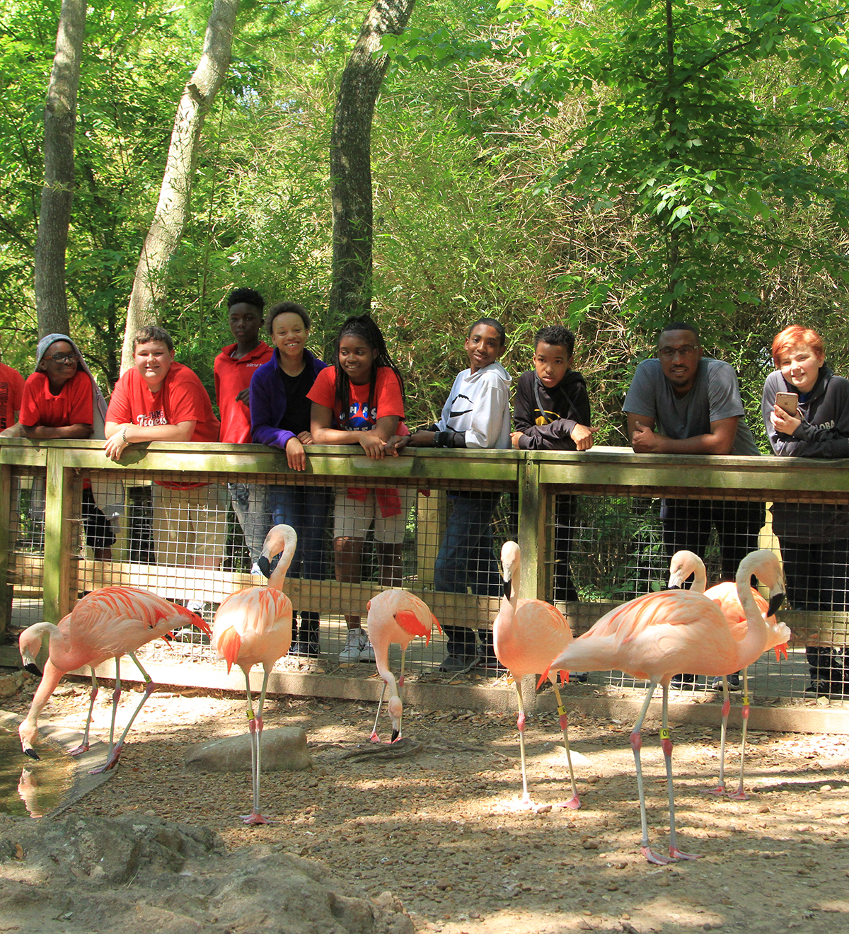 class and Chilean flamingos