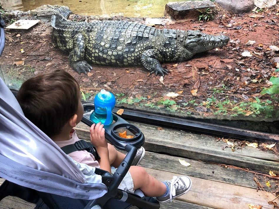 child in stroller looking at Nile crocodile