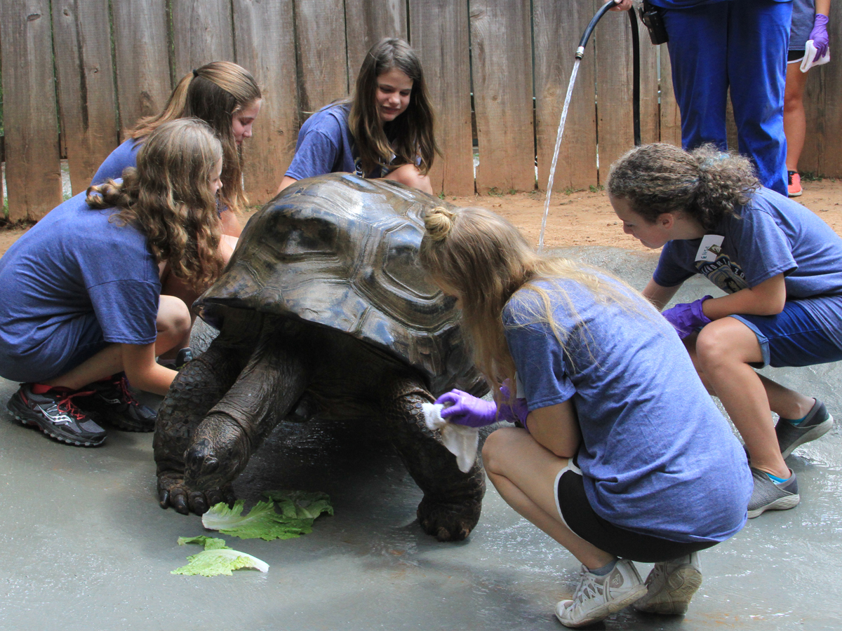 kids assisting with Aldabra tortoise