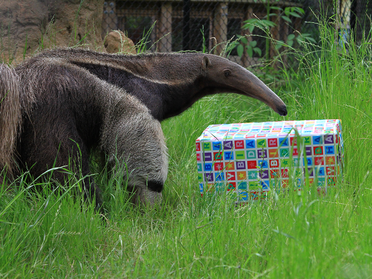 giant anteater with birthday present