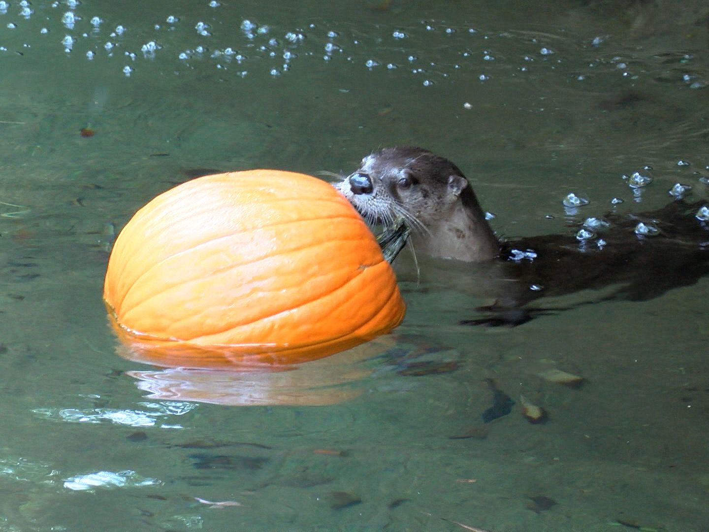 otter with pumpkin