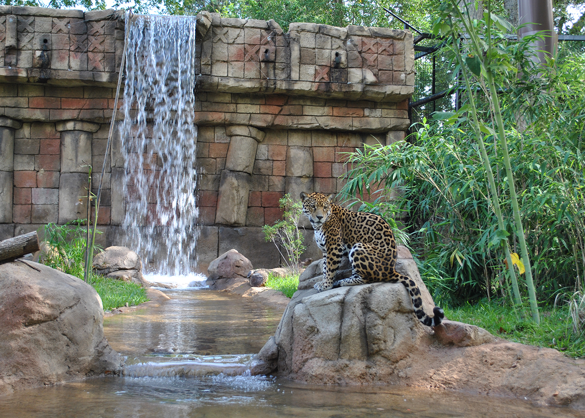 jaguar habitat