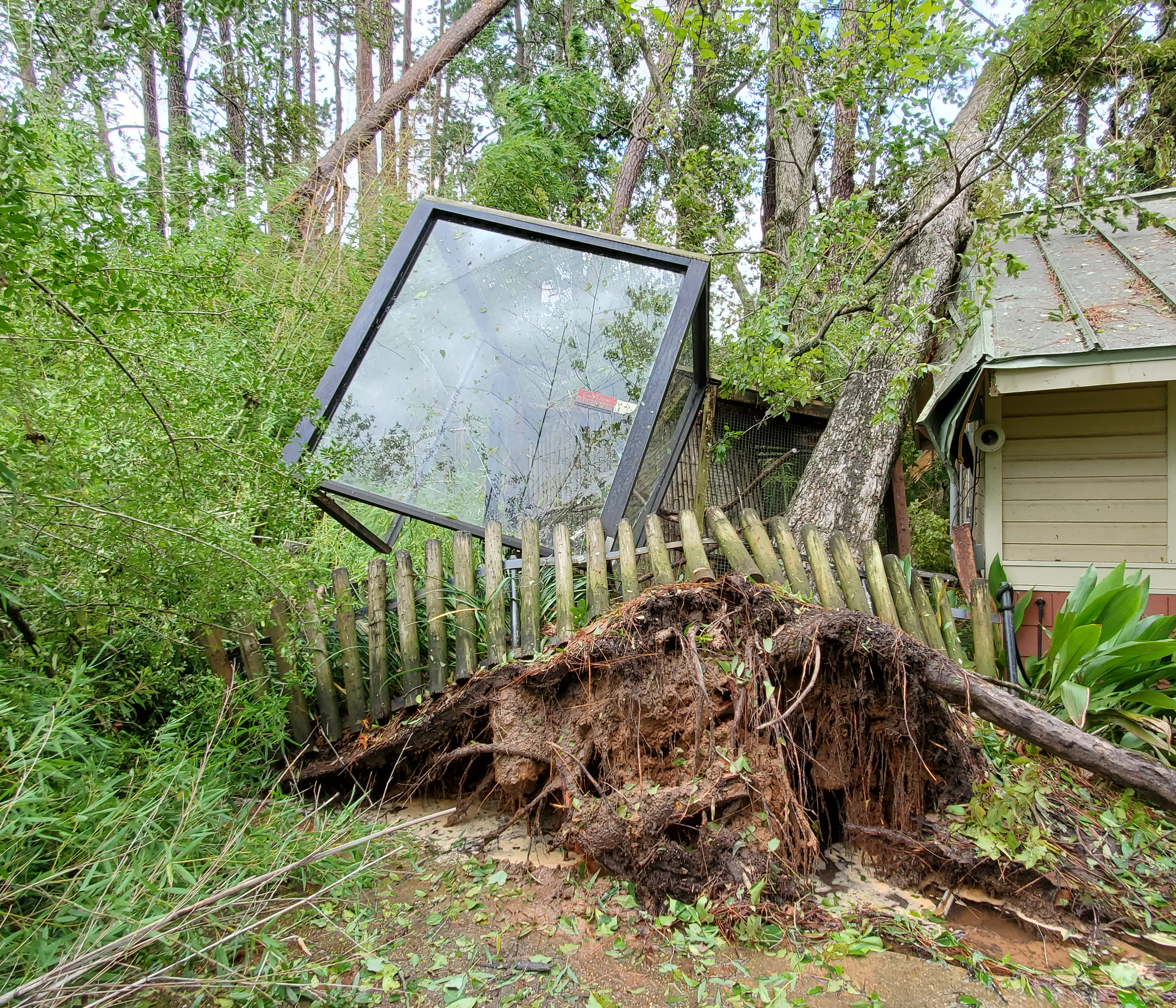 hurricane damage to cougar habitat